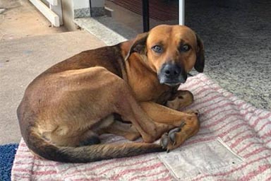 Storie di fedeltà: cane attende proprietario davanti all'ospedale per 4 mesi
