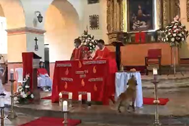 Randagio entra in chiesa e ruba il pane dall'altare