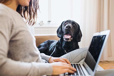 “Aumentano la produttività”: studio legale dà via libera ai cani