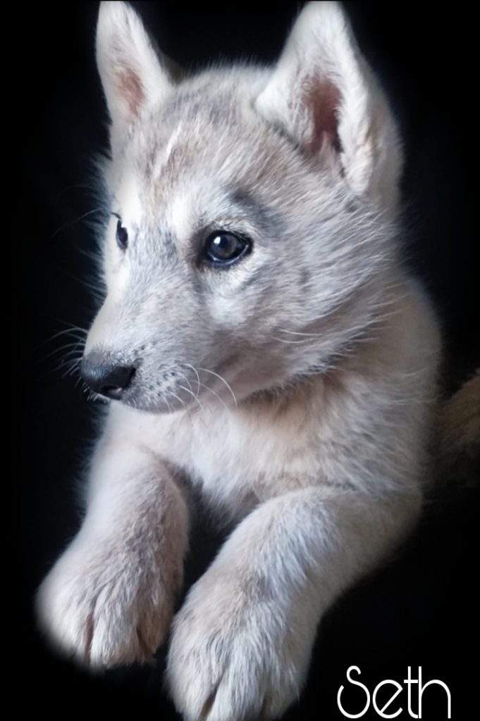 Siberian Husky con pedigree
