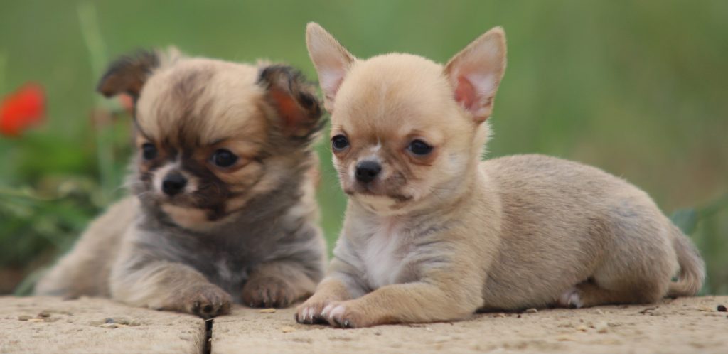 Cuccioli di Chihuahua Pelo Lungo e Corto
