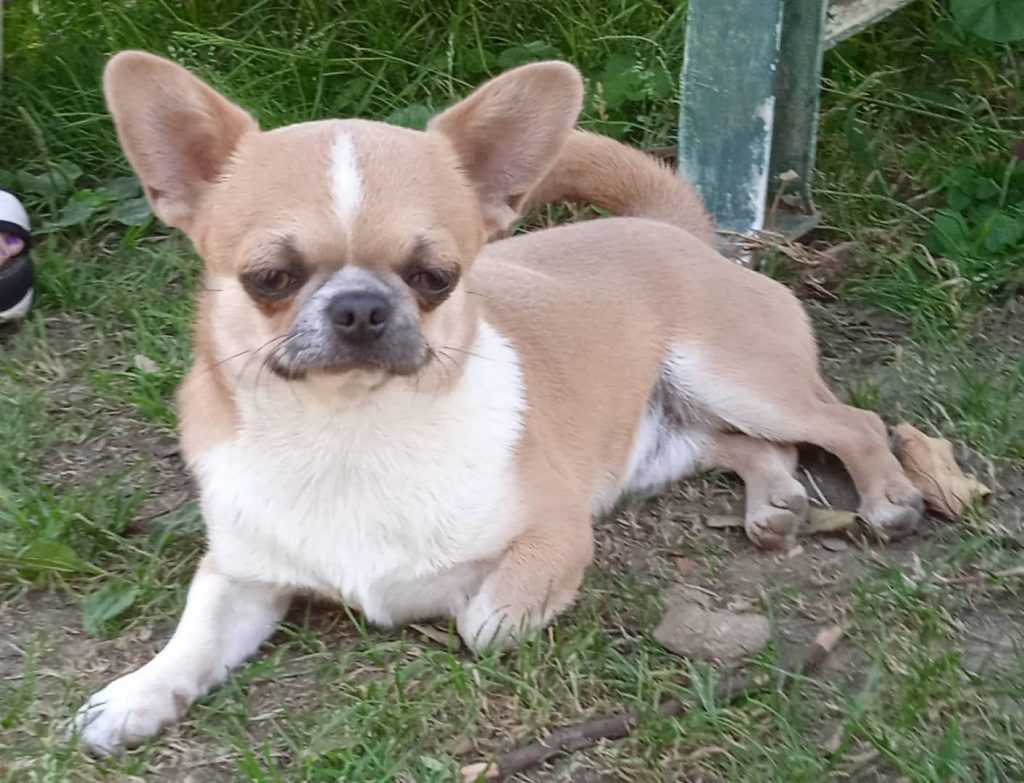 Chihuahua maschietto con pedigree