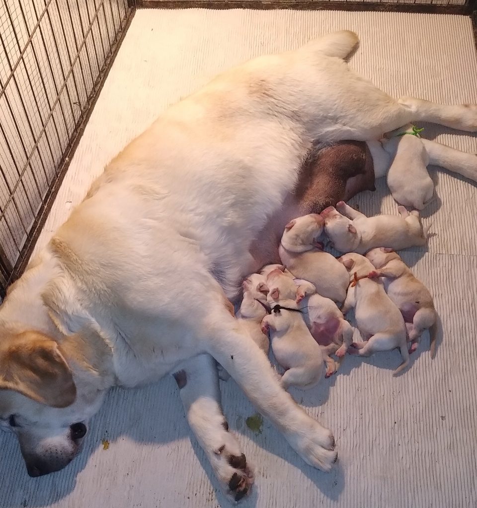 Cuccioli di Labrador Retriever Gialli