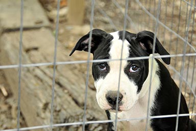 Salvati 200 cani di un rifugio minacciato dalle fiamme