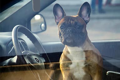 Oipa, cane chiuso in auto al caldo: ecco cosa fare
