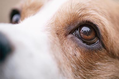 Torna tra le macerie in cerca dei suoi proprietari: la storia di un cane senza nome