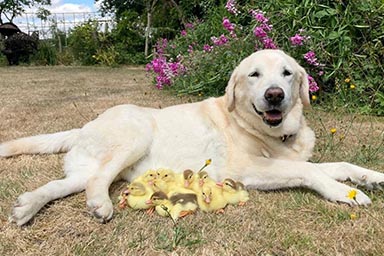 Fred, il cane che ha adottato 15 anatroccoli rimasti orfani