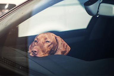 Vede cane chiuso in un'auto, ex pilota di Formula 1 gli dà da bere