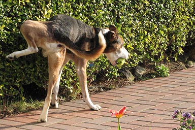 Acqua per pulire la pipì dei cani: approvato articolo ddl