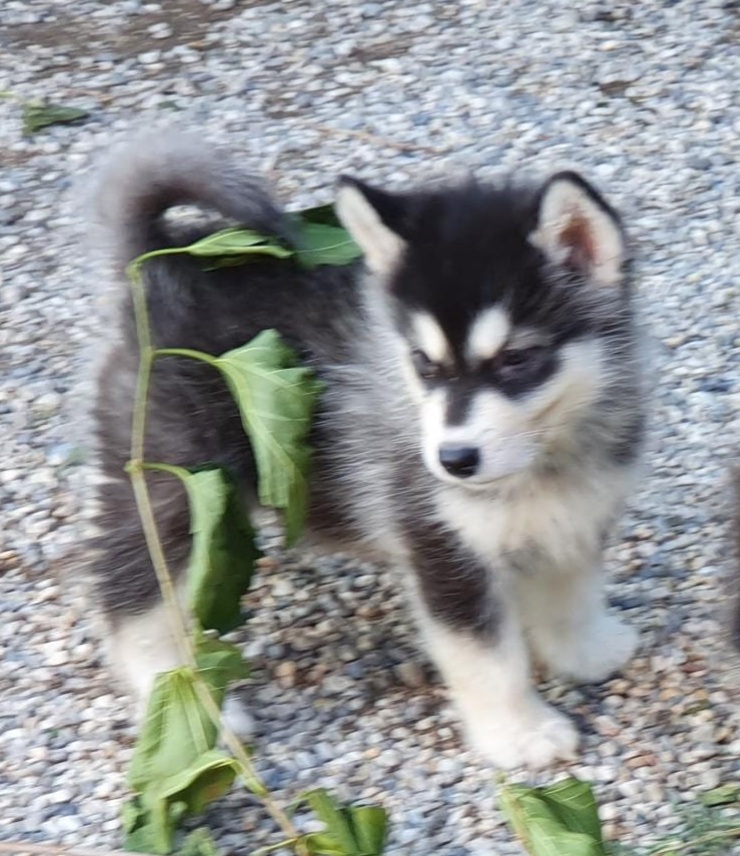Alaskan Malamute cuccioli