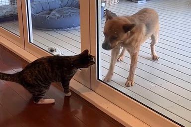 Winnie e Bobbie, la tenera amicizia tra un cane e un gatto