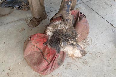 Scomparso da due mesi, cane viene ritrovato vivo a 150 metri sottoterra