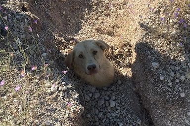 Cane sepolto fino al collo dopo frana, veterinario lo salva