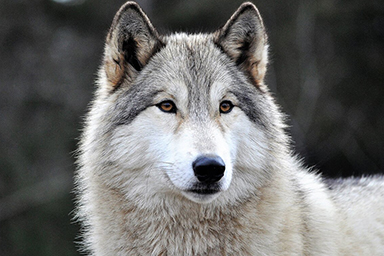 Difende i proprietari dai lupi mettendo a repentaglio la vita: il gesto eroico del cane Rosco