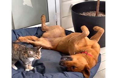 amicizia tra cane e gatto