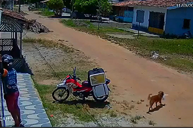 Cane ruba il cibo al fattorino durante la consegna: ecco il video esilarante