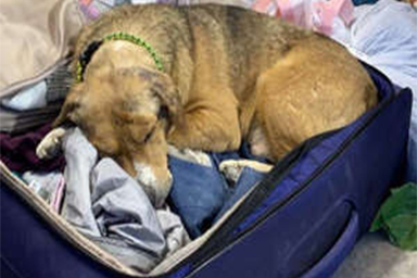 Si rannicchia nella valigia della veterinaria implorandola di restare: la storia del cane ucraino Lenny