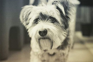 Addio a Polpetta, il cane da Pet Therapy simbolo del Meyer di Firenze