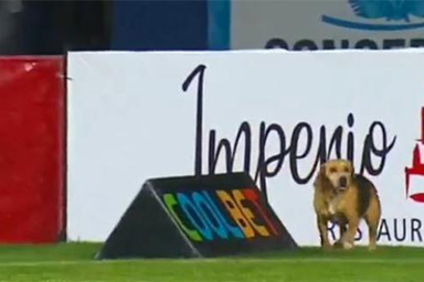 Il cane smarrito irrompe in campo durante la partita in Tv: così Toby è ritornato a casa