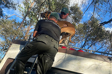 Cane si salva da uragano rimanendo nove giorni sulla cima di un camper