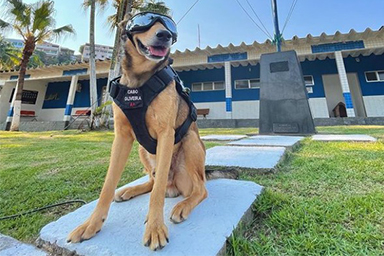 Caporale Oliveira, il cane poliziotto più amato del Brasile