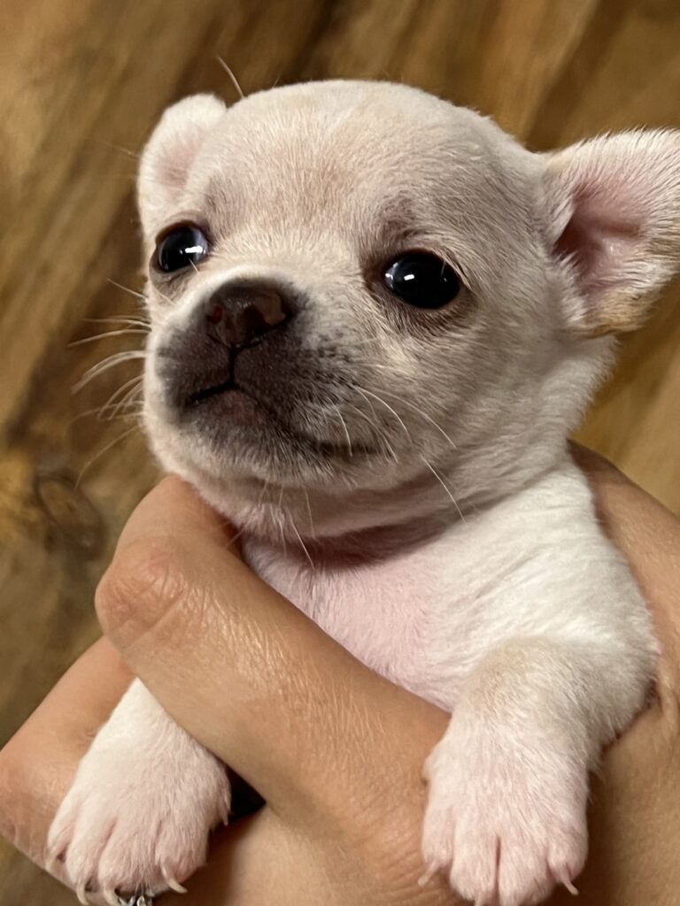Cucciolo Chihuahua a pelo corto