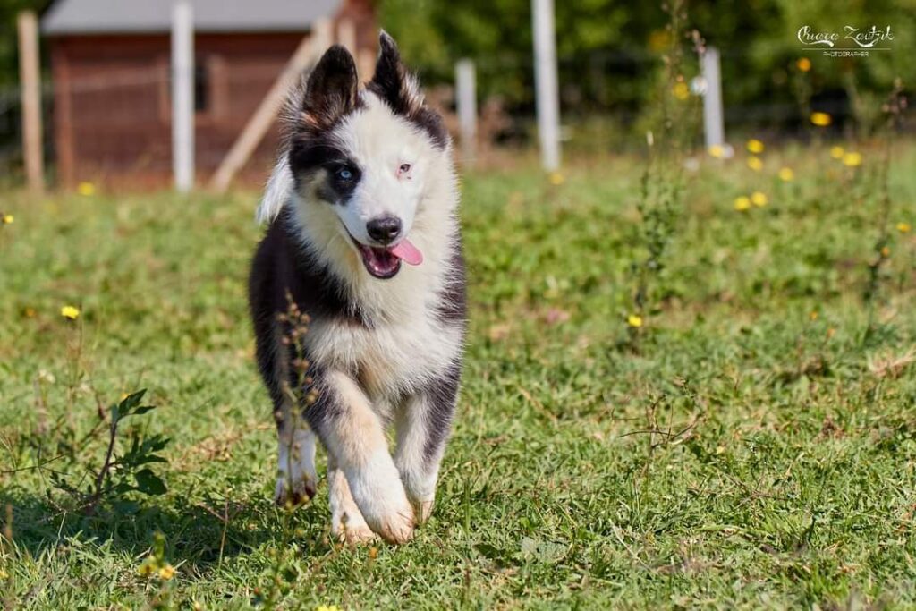Yakutian Laika, disponibili 2 splendidi cuccioli di 3 mesi e mezzo!