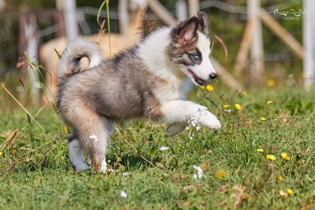 Yakutian Laika, disponibili 2 splendidi cuccioli di 3 mesi e mezzo!