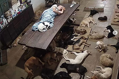 Ha venduto tutto per salvare 800 cani abbandonati: la generosità di un uomo brasiliano
