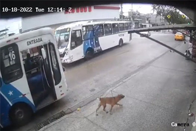 Denver, il cane che prende il bus da solo per raggiungere la proprietaria al lavoro