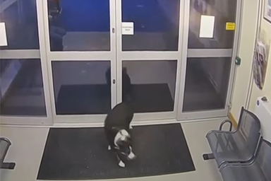 cane entra in stazione polizia