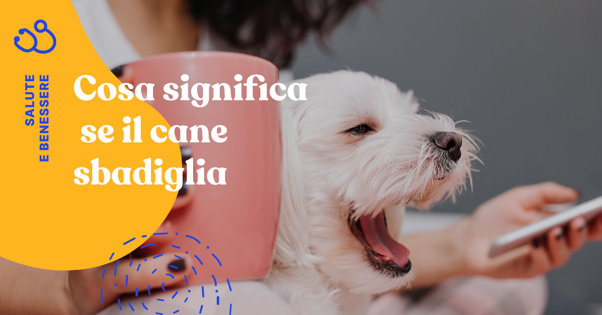 Il cane sbadiglia? Scopri i motivi