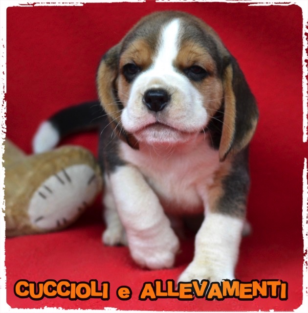 Beagle - Cuccioli selezionati