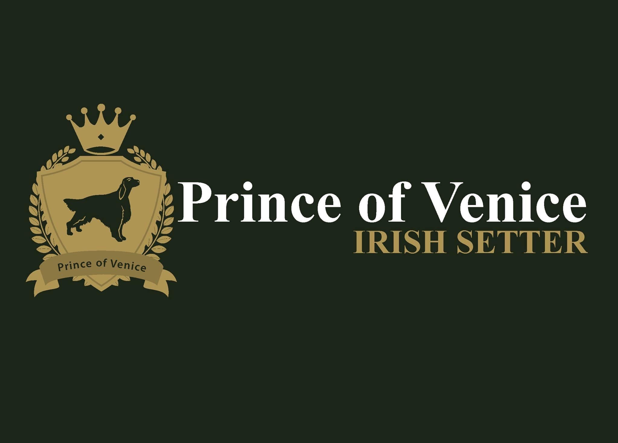 Prince of Venice - Irish red Setter