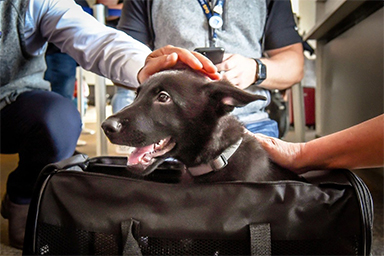 Miracoli di Natale: abbandonato all'aeroporto, cane viene adottato da un pilota