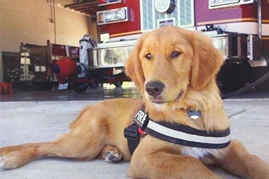 Pompiere rimane chiuso fuori, il cane gli apre la porta: il video
