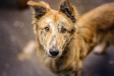 Chi adotta un cane non paga la Tari: paesino siciliano senza più randagi