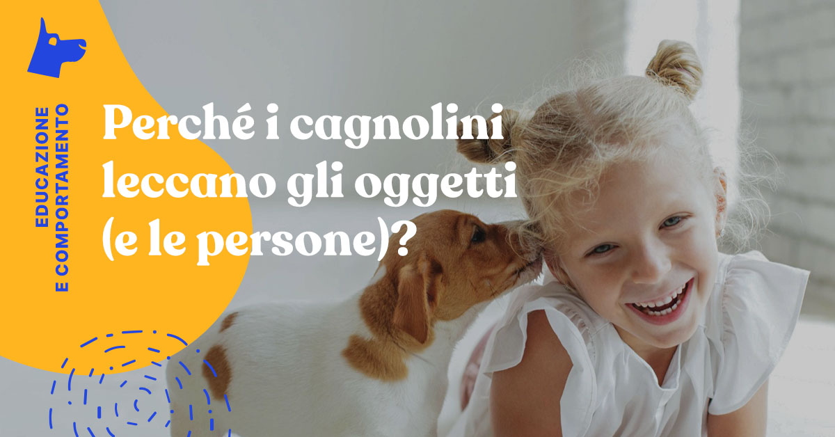Perché il cane mi lecca la faccia?
