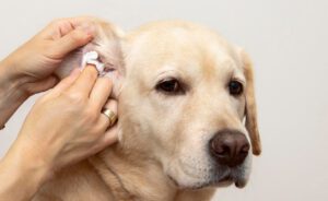 Come pulire le orecchie al cane