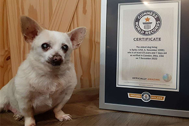 Spike, è un Chihuahua di 23 anni il cane più vecchio al mondo