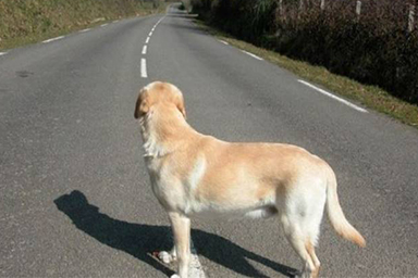 Vagava in autostrada con il rischio di essere investito: cane salvato dagli agenti