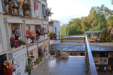 La proprietaria è morta da anni, ma Magda continua ad aspettarla al cimitero: la fedeltà di un cane