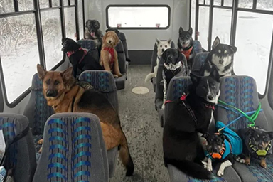 Mo Mountain Mutts, l'autobus che in Alaska passa a prendere i cani