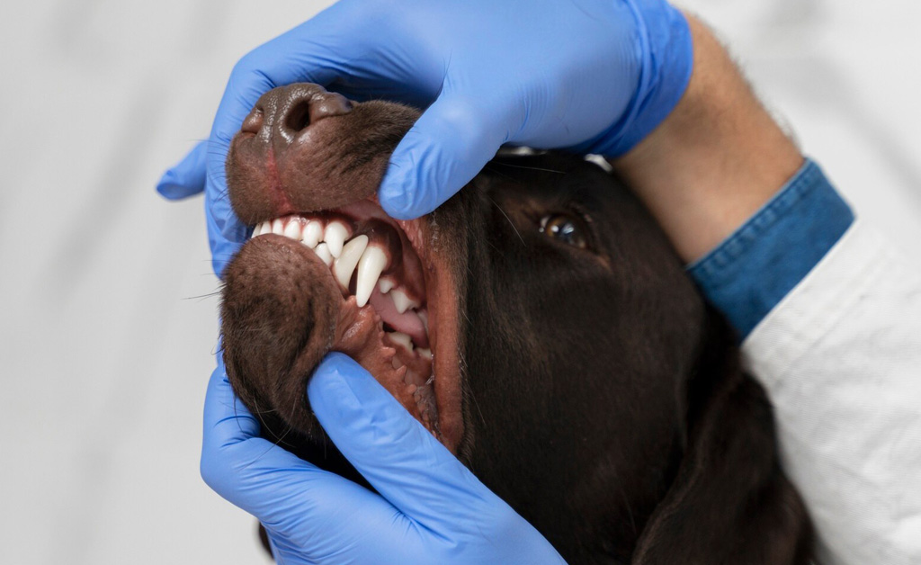 Come pulire i denti al cane: tutto quello che devi sapere