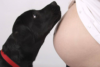 La proprietaria è incinta, il cane Charlie fiuta qualcosa che non va e la avvisa