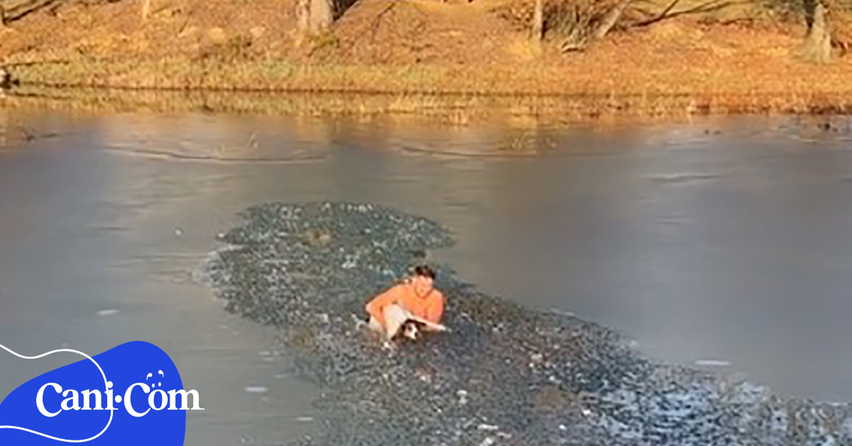 Uomo Sfida L Acqua Gelida E Salva Cane Caduto In Un Lago Ghiacciato