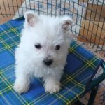 Cuccioli West Highland White Terrier
