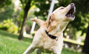 Come educare il cane a non abbaiare: 7 consigli utili