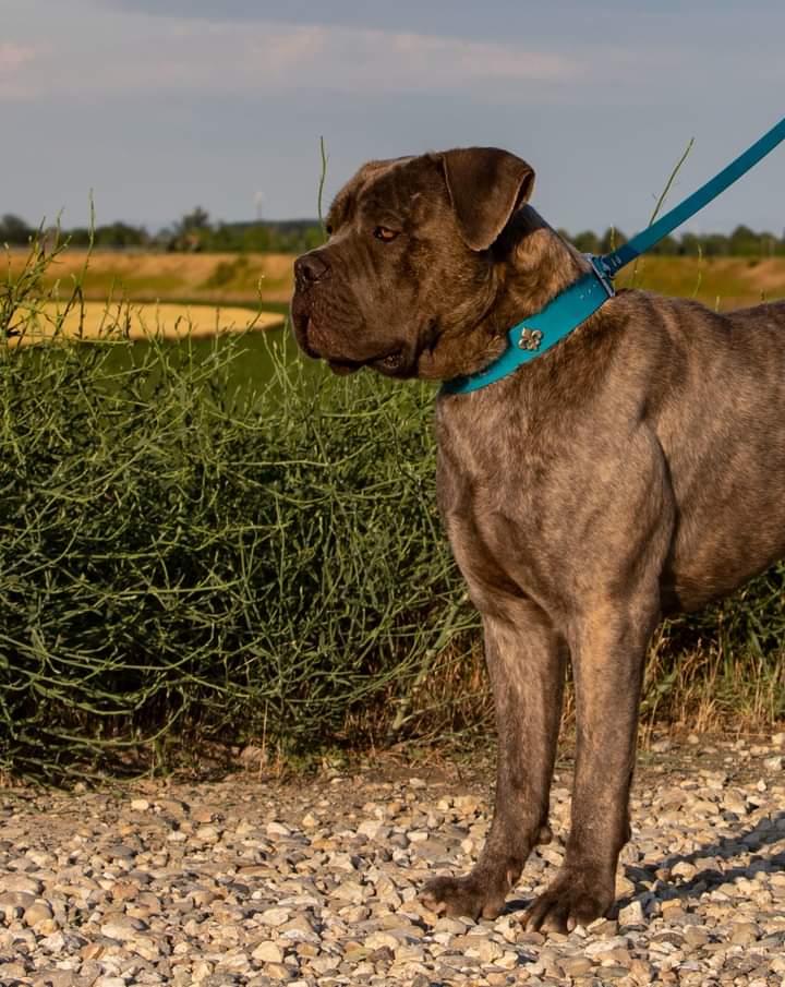Cuccioli cane corso grigi tigrati