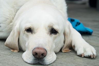Tumori nel cane: uno studio rivela l'età media in cui si ammalano